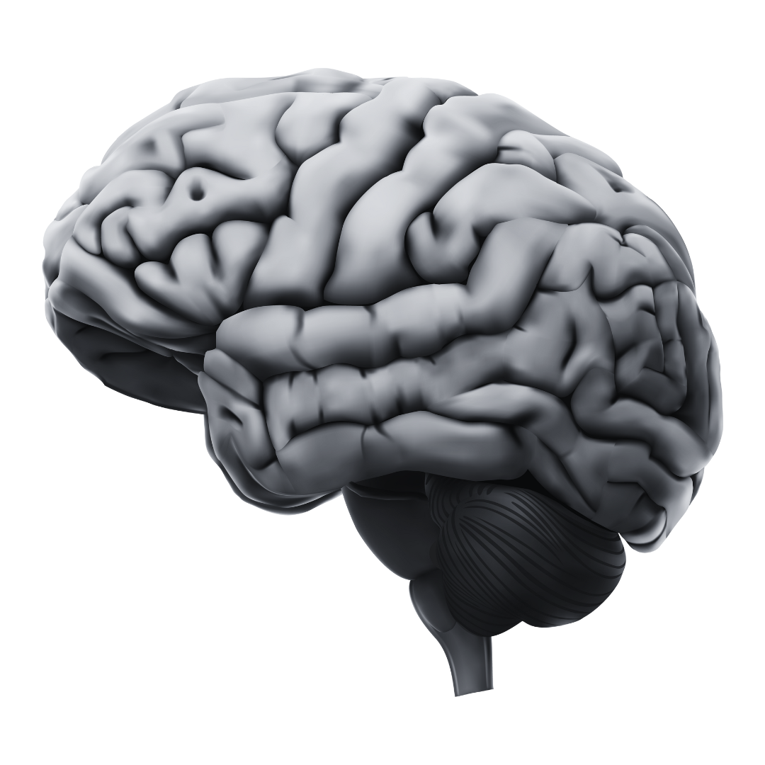 a 3d brain related to Voxxy Creative Lab