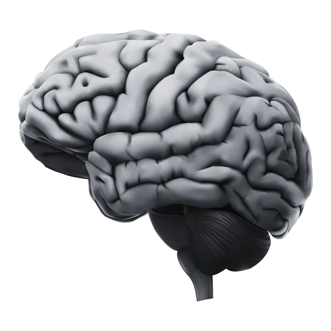 a 3d brain related to Voxxy Creative Lab